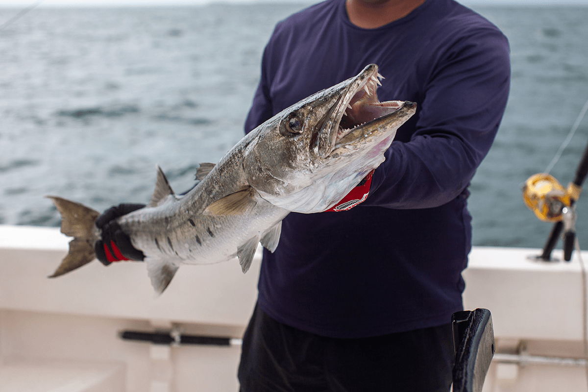 SHIMANO Stradic Reel – Baracuda Fishing Tackle
