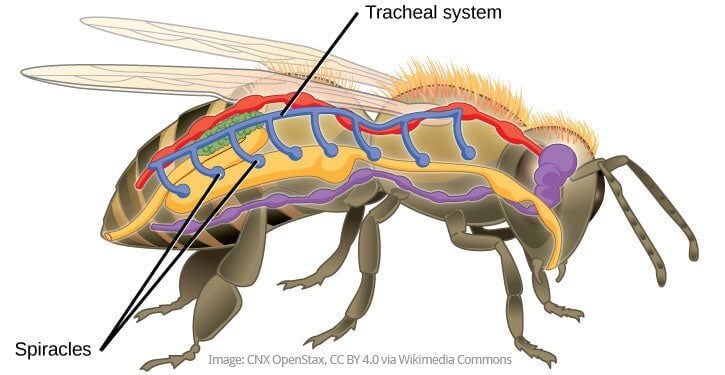 Spiracles - Thursday Fun Fact 4-28