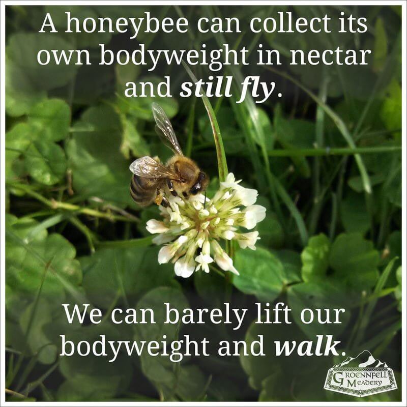 Thursday Fun Fact 7-3: Honeybee Weight Lifting