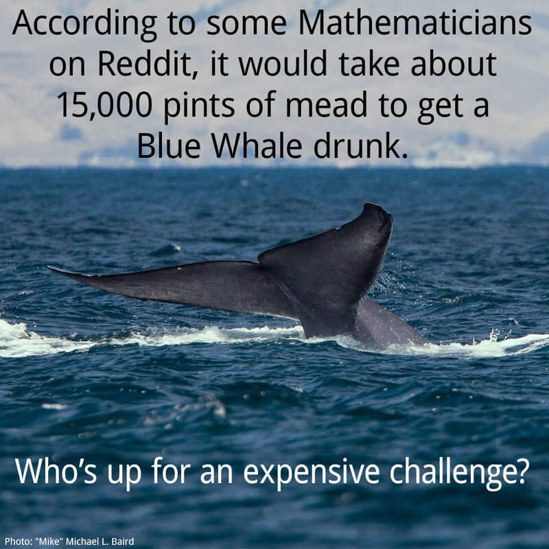 Thursday Fun Fact 2-4: Blue Whale