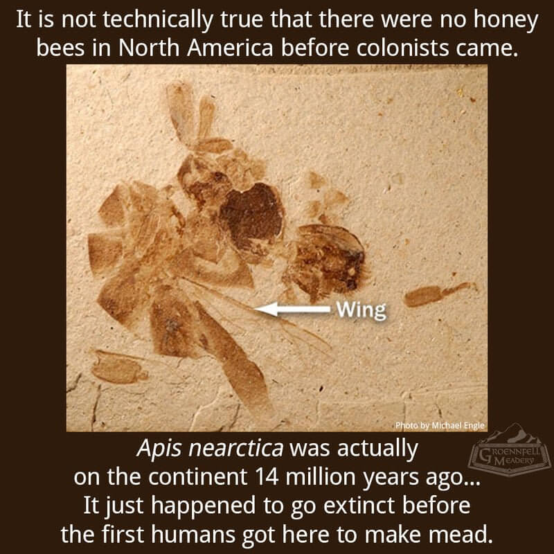 Thursday Fun Fact 5-24: Apis nearctica