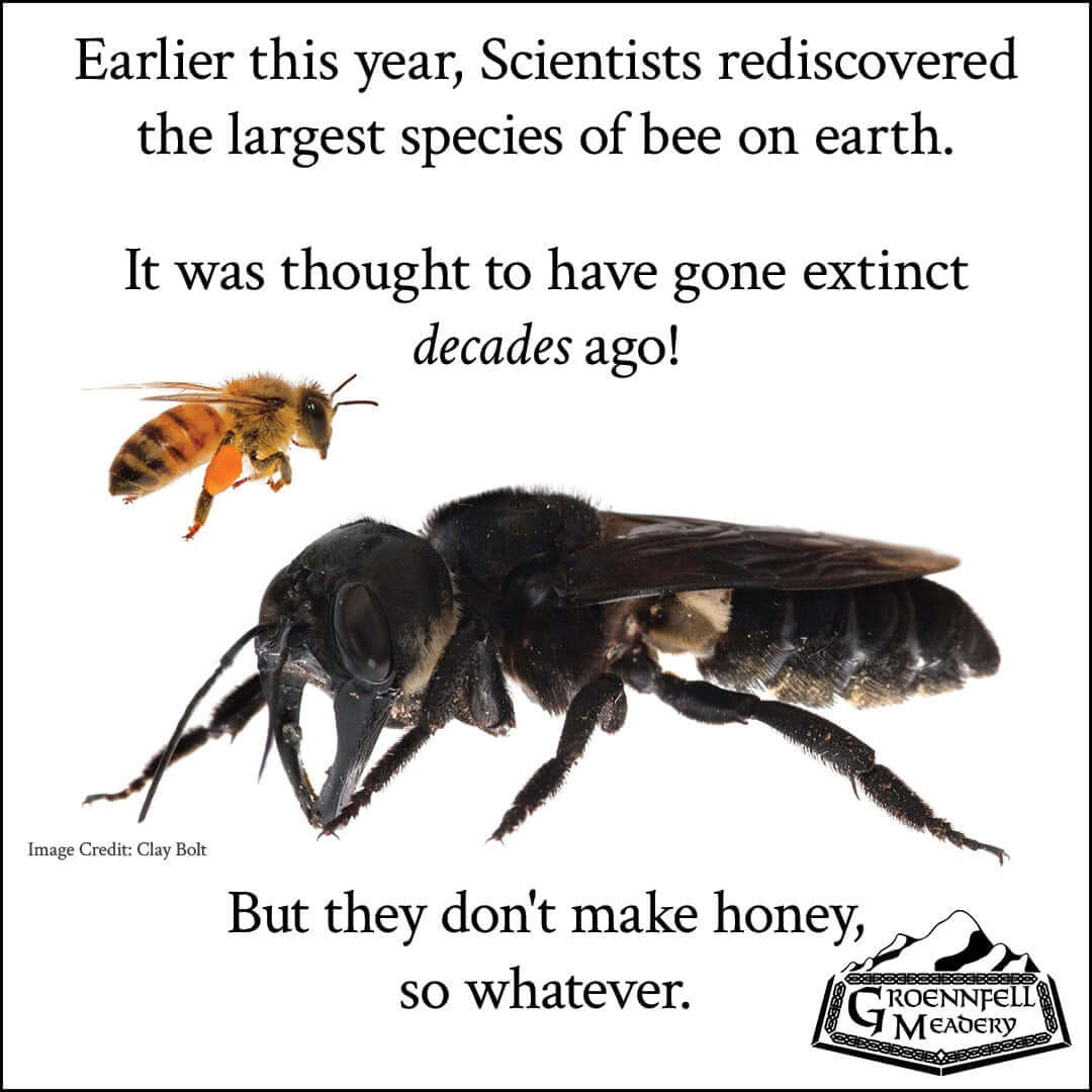 Thursday Fun Fact 9-26: Giant Bee