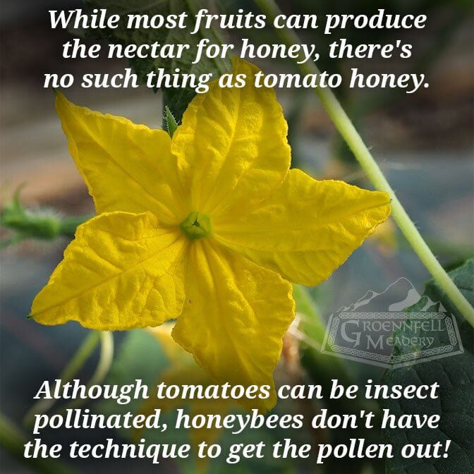 Thursday Fun Fact 4-16: Tomato Honey