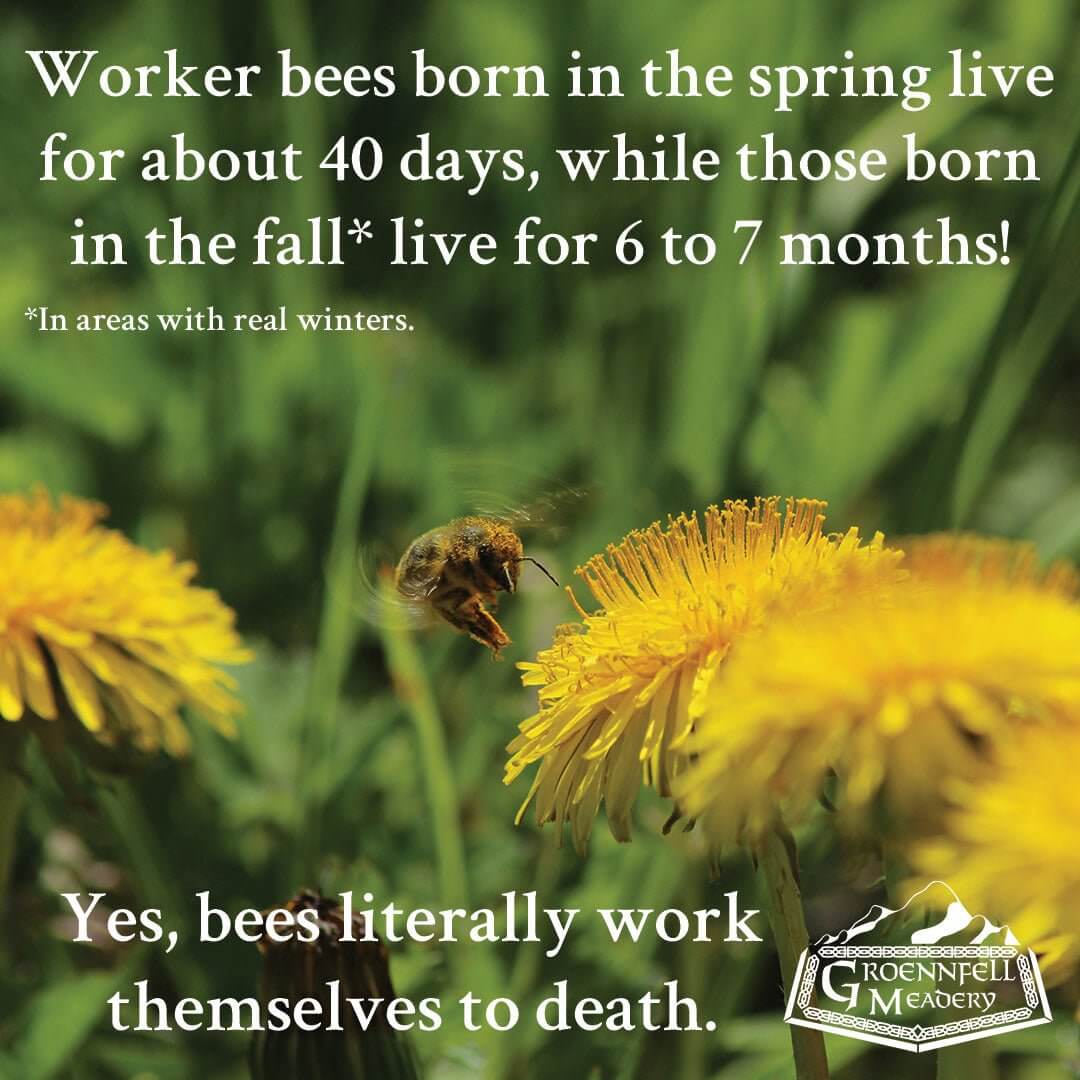 Thursday Fun Fact 6-11: Work Lives of Bees