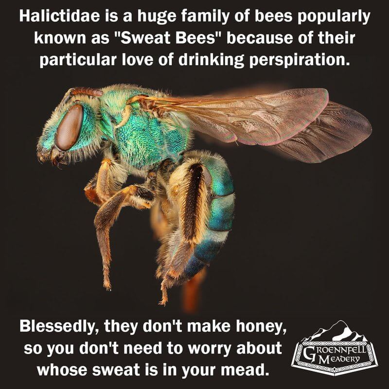 Thursday Fun Fact 9-3: Sweat Bees