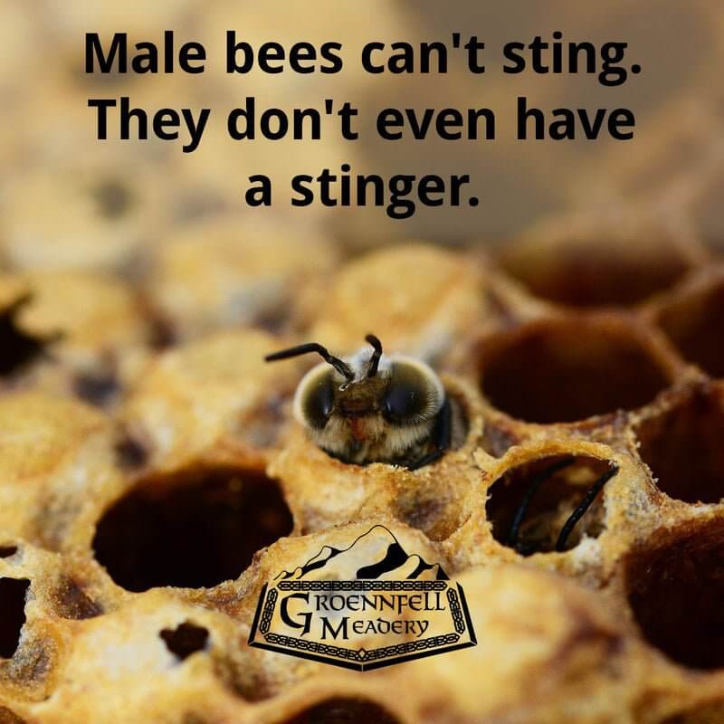 Thursday Fun Fact 9-24: Male Bees