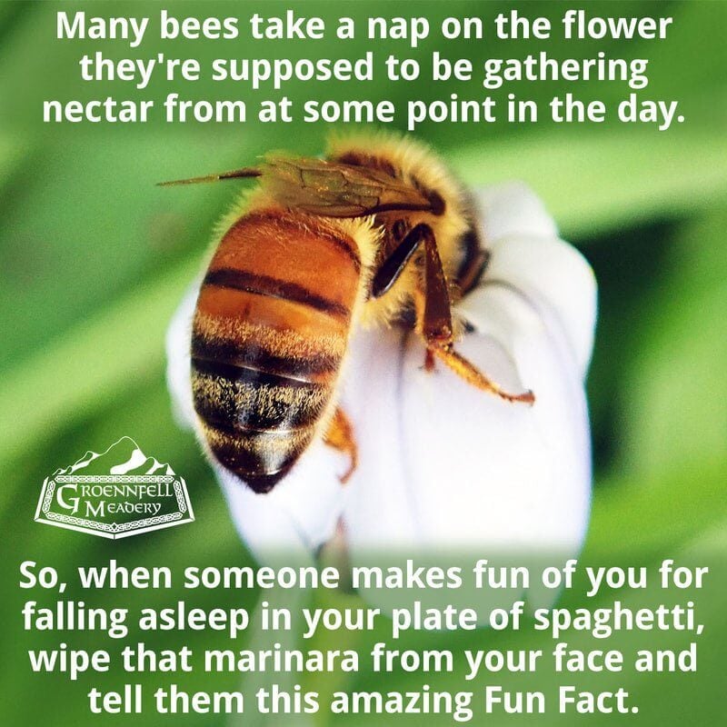 Thursday Fun Fact 10-15: Sleepy Bee