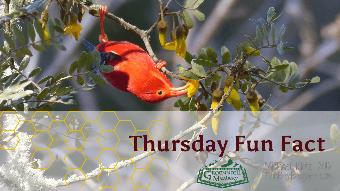 Thursday Fun Fact 1-19: Honeycreeper