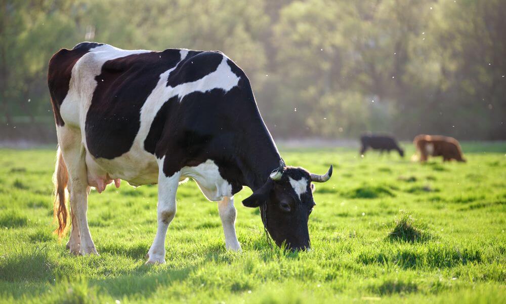 Debunking 3 Common Myths About Grass-Fed Beef