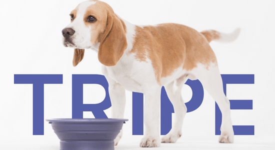 Feeding tripe 2024 to dogs