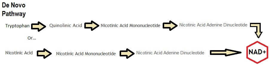 Nicotinamide Mononucleotide De Novo NMN pathway