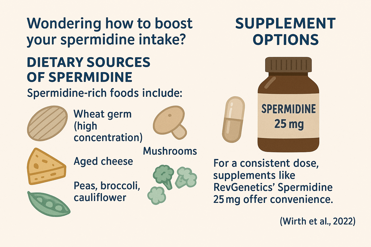 Natural dietary sources of spermidine for brain health including wheat germ, soybeans, aged cheese, and vegetables
