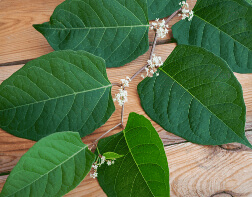 How are they Controlling the Japanese Knotweed Benefits?
