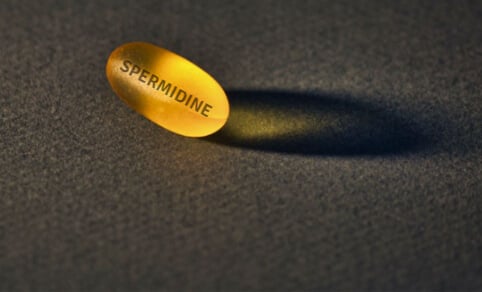What is Spermidine?