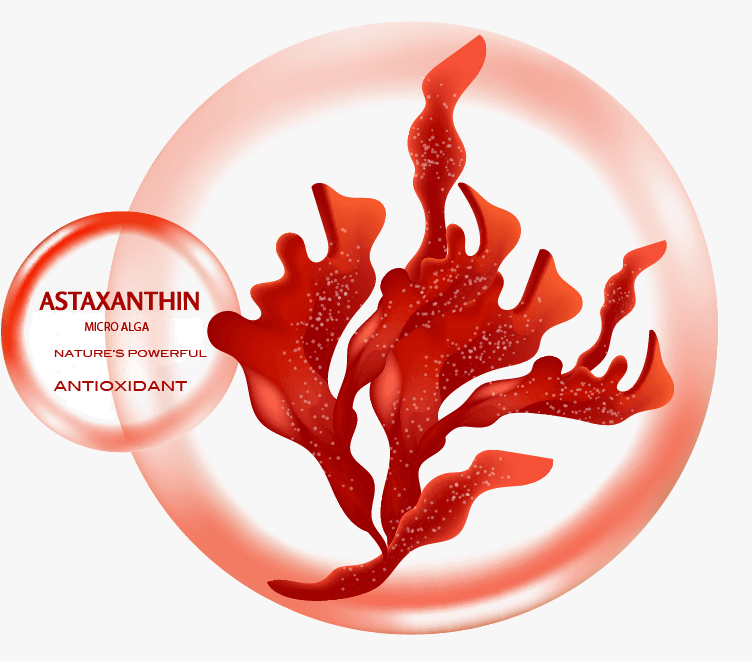 Astaxanthin: 6000x more powerful than vitaminn C