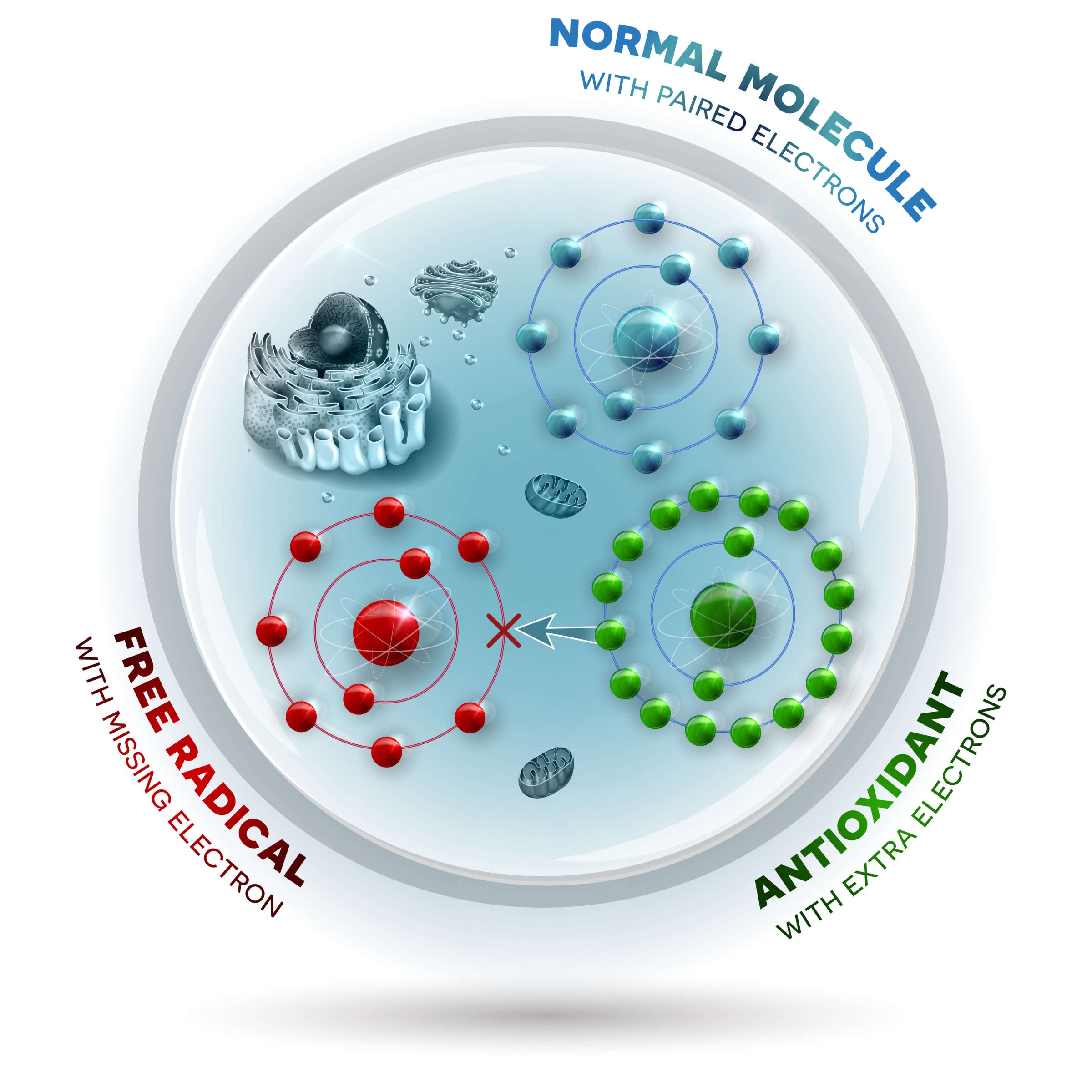 How Antioxidants Prevent Premature Aging