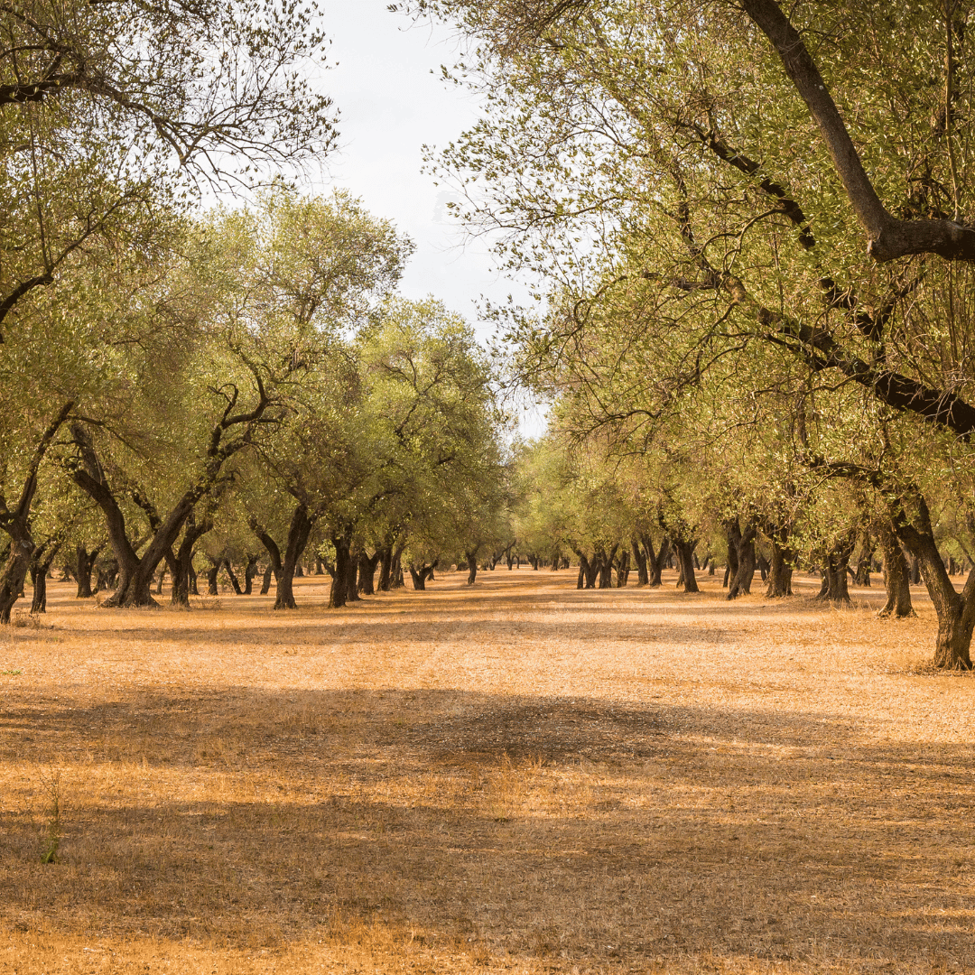 The Synergy of Regenerative Farming and Sustainable Skincare