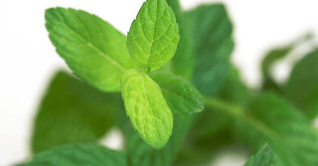 Using Mint to Improve Complex Skin Conditions