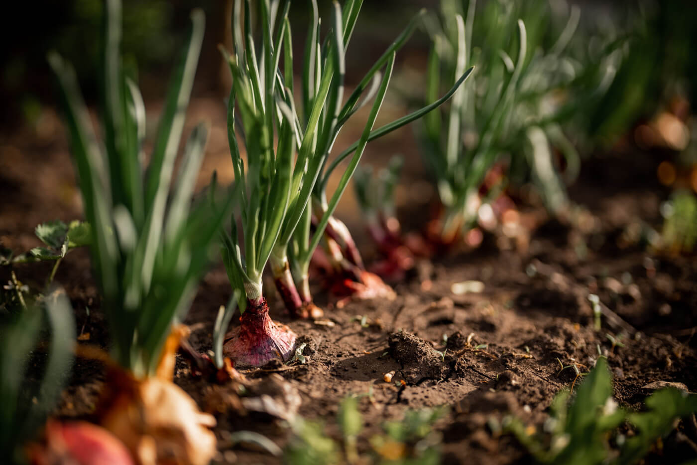 How to Grow Shallots - Organic Gardening Blog