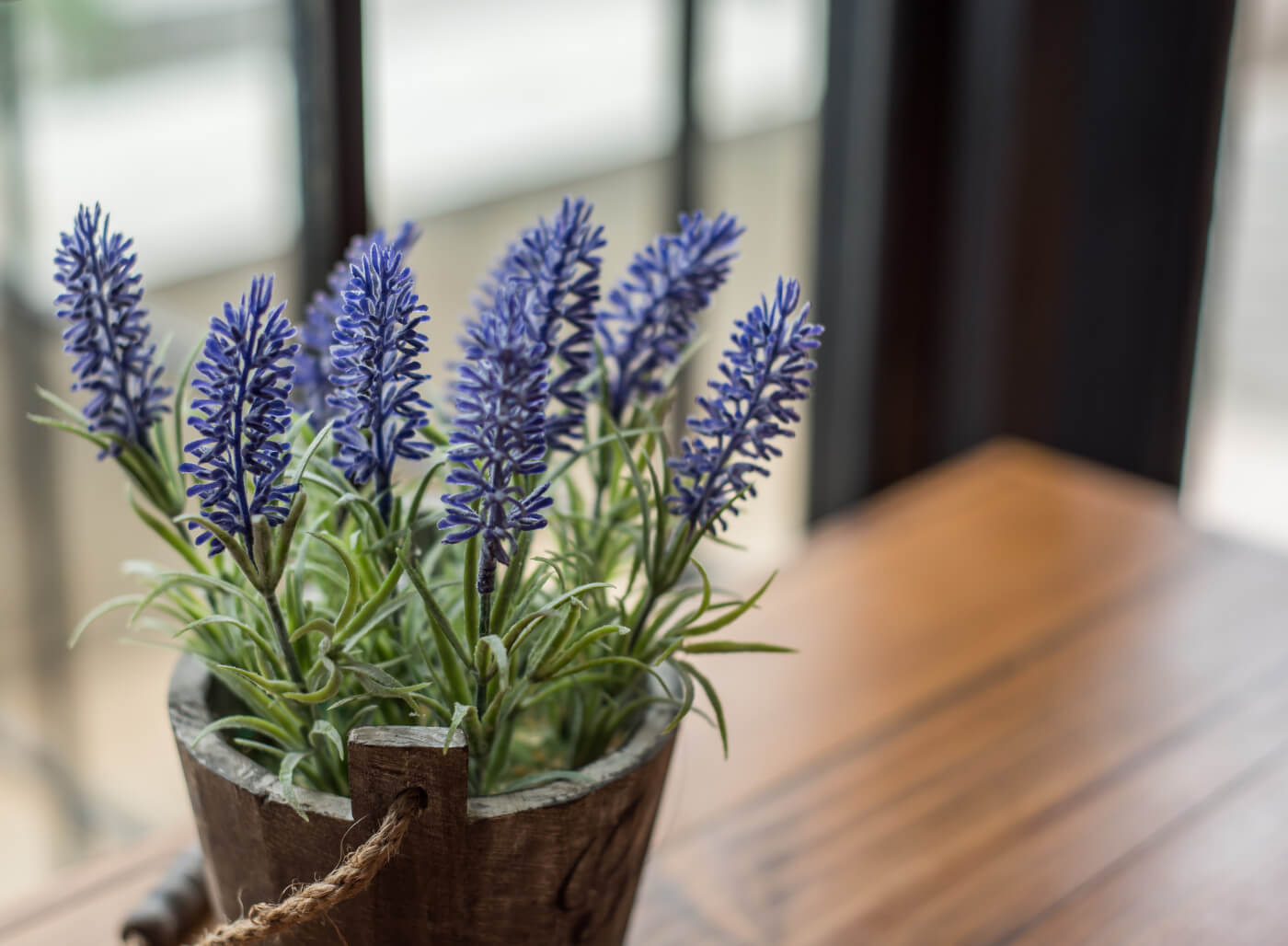 Indoor lavender plants are great for having a pop of color and calming  scent nearby all year roun…