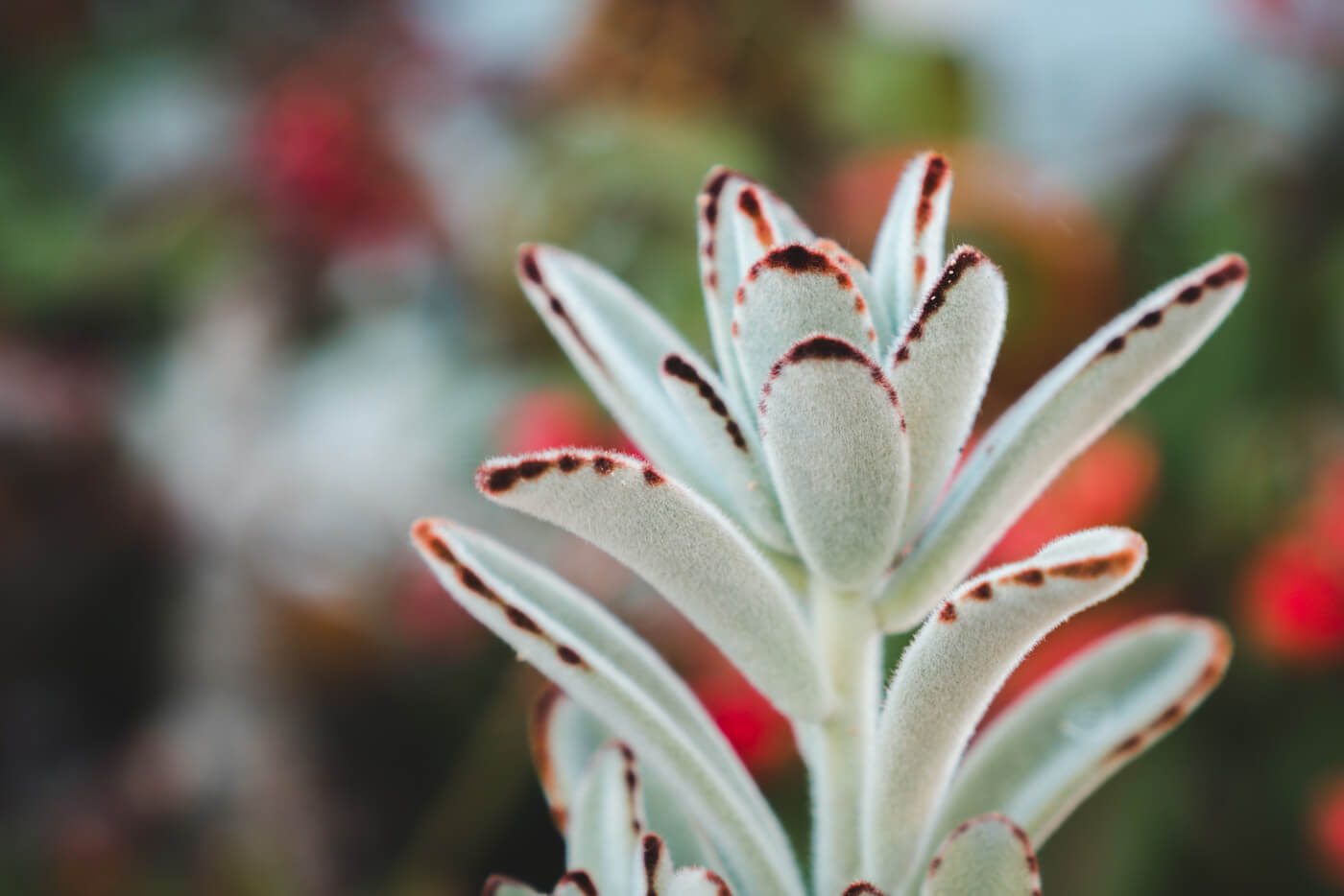 What are short-day and long-day plants?