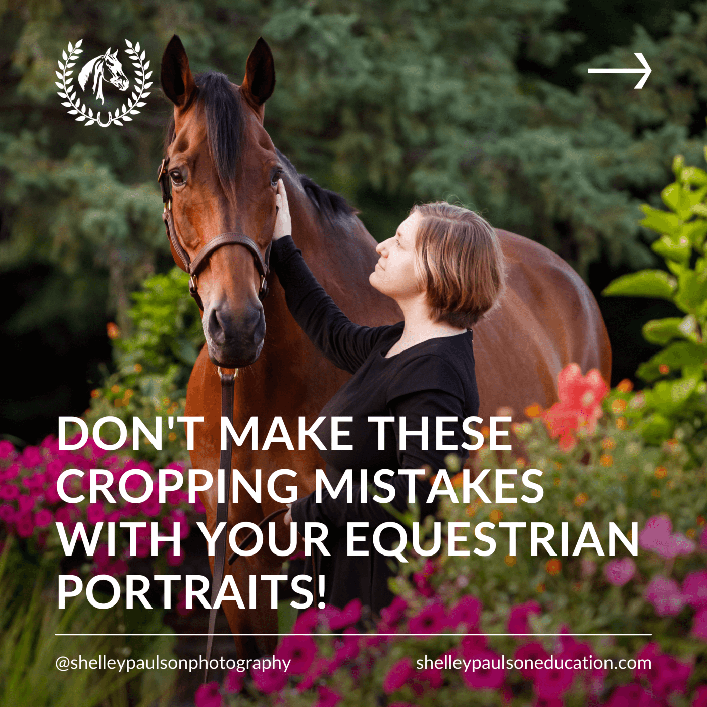 Equine Photography Education Blog