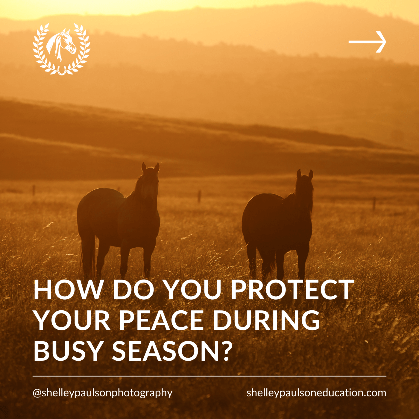 Equine Photography Education Blog