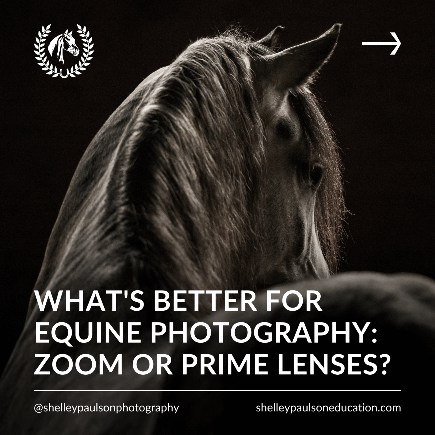 Equine Photography Education Blog
