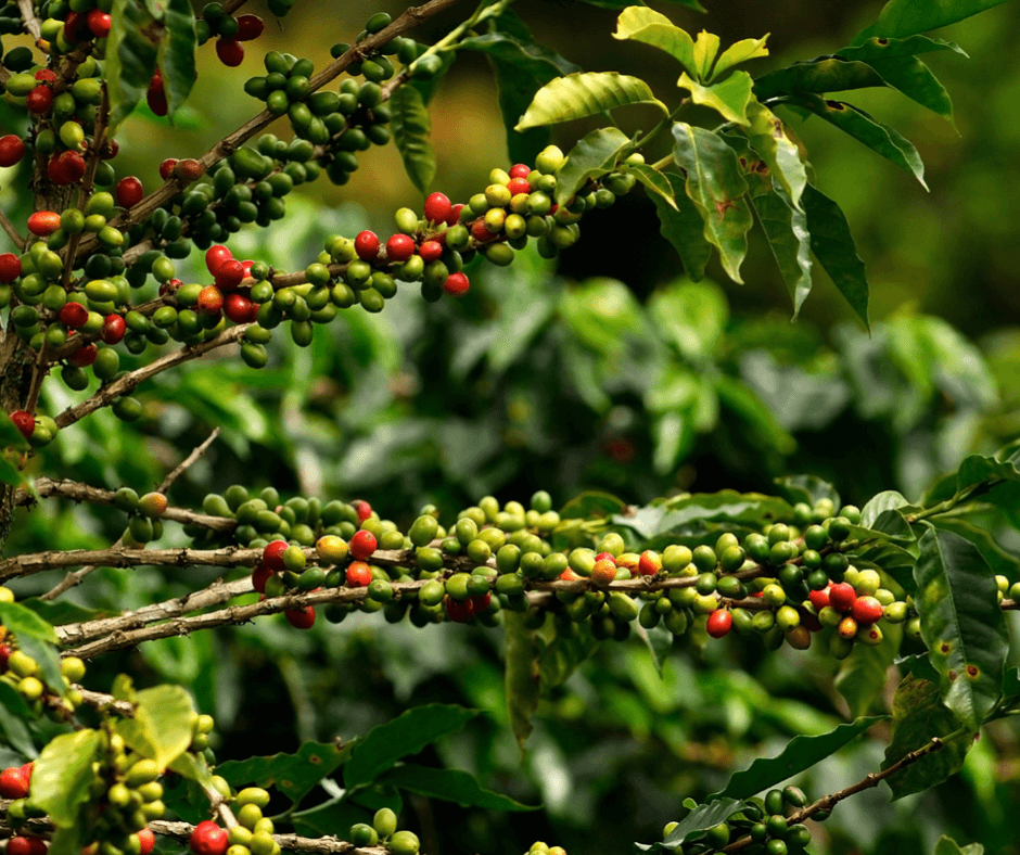 Do Nearby Crops Really Affect the Taste of Coffee?