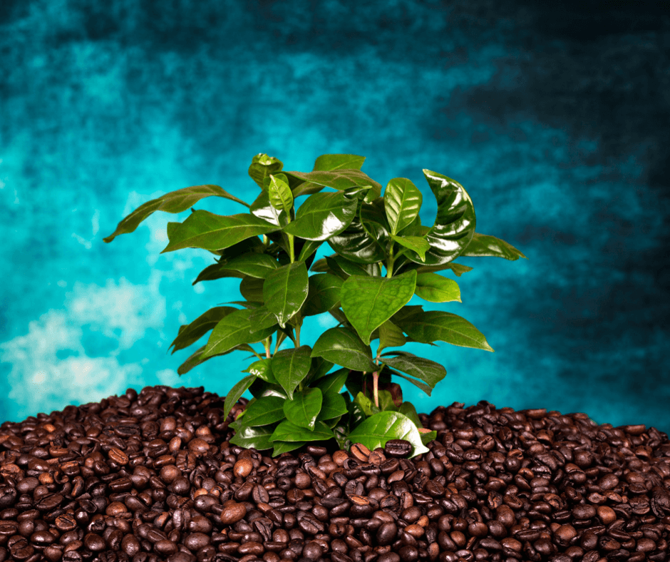 Why You Should Be Watering Your Plants with Coffee