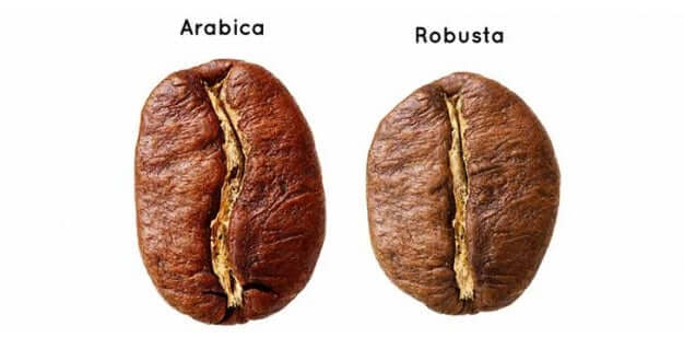 Robusta Coffee Beans - The Ultimate Guide - Are They Quality Beans?