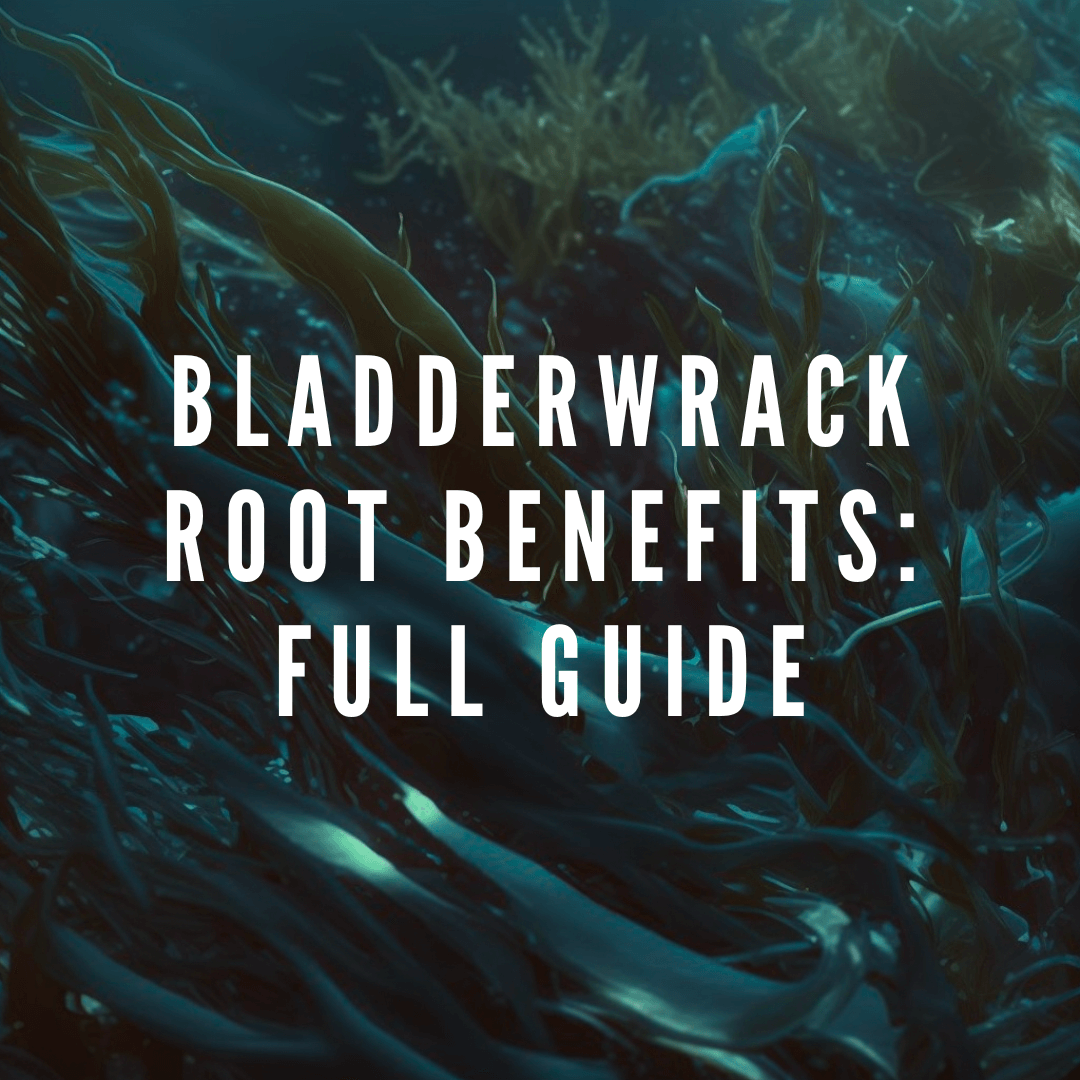 Bladderwrack Root Benefits: Full Guide