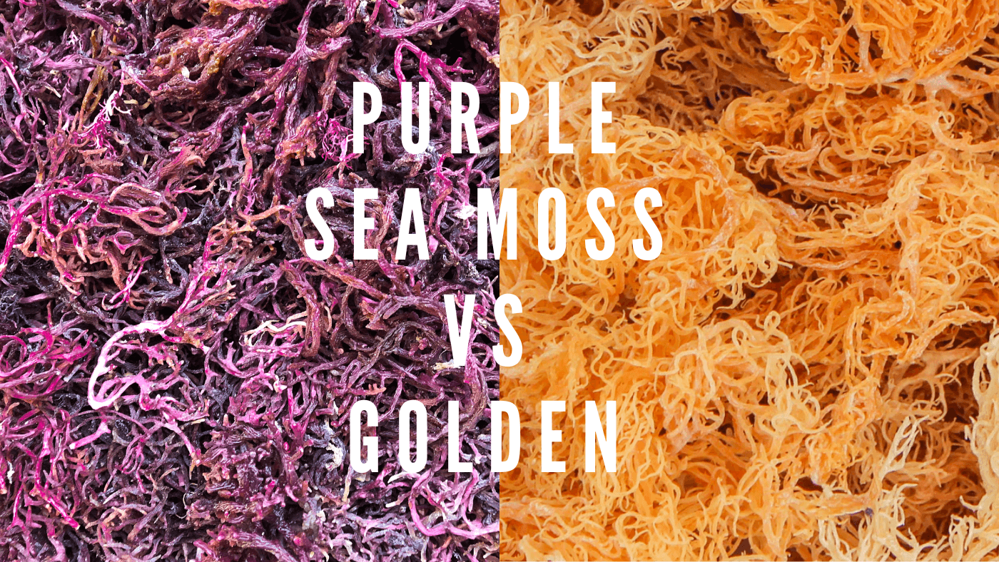 Golden vs Purple Sea Moss: A Comprehensive Comparison