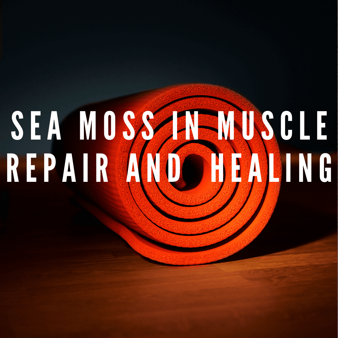 Recovery Redefined: Sea Moss's Role in Muscle Repair and Post-Workout Healing