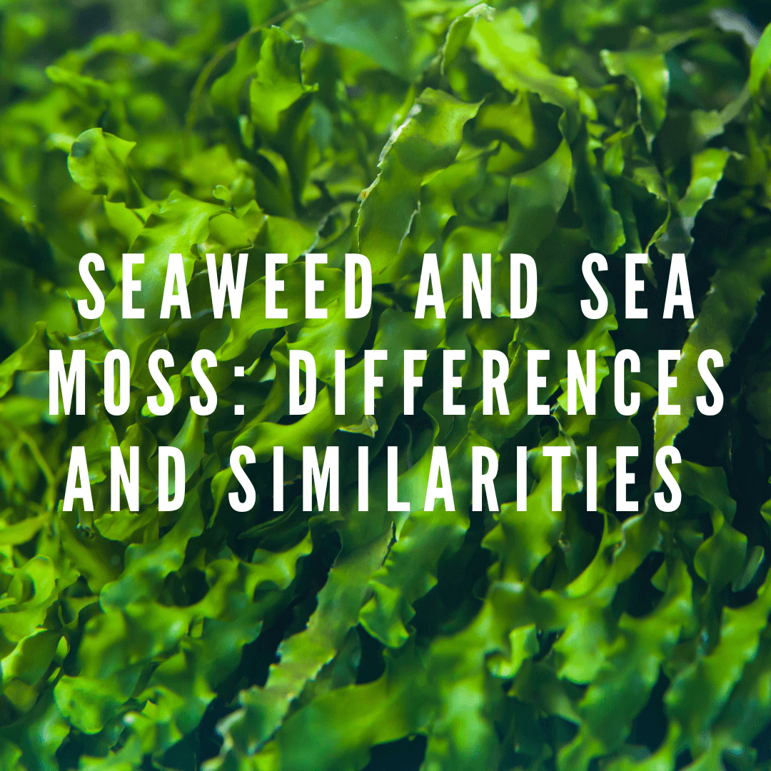 Seaweed and Sea Moss: Differences and Similarities