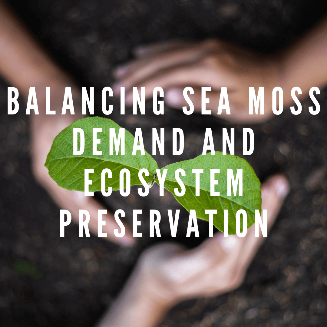 Cultivating Sea Moss Sustainability: Balancing Demand and Ecosystem Preservation