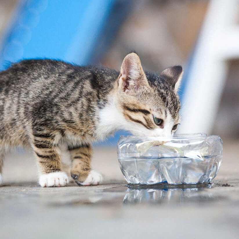 Prevent Toxic Biofilm in Your Dog's Food and Water Bowls