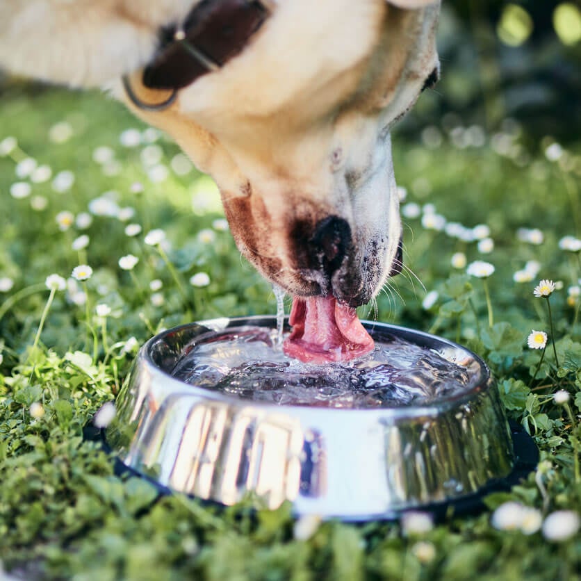 How Do I Get My Dog to Drink More Water  : Easy Ways to Hydrate Your Pup