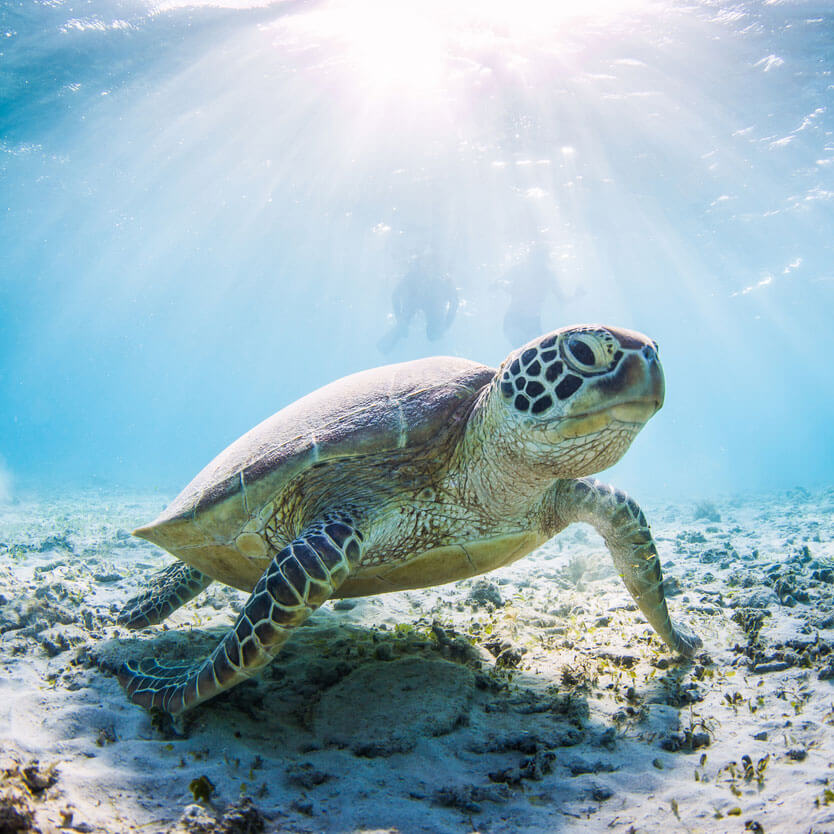 Florida Brewery to Save Thousands Of Sea Turtles | GOpure – GOpure Pod