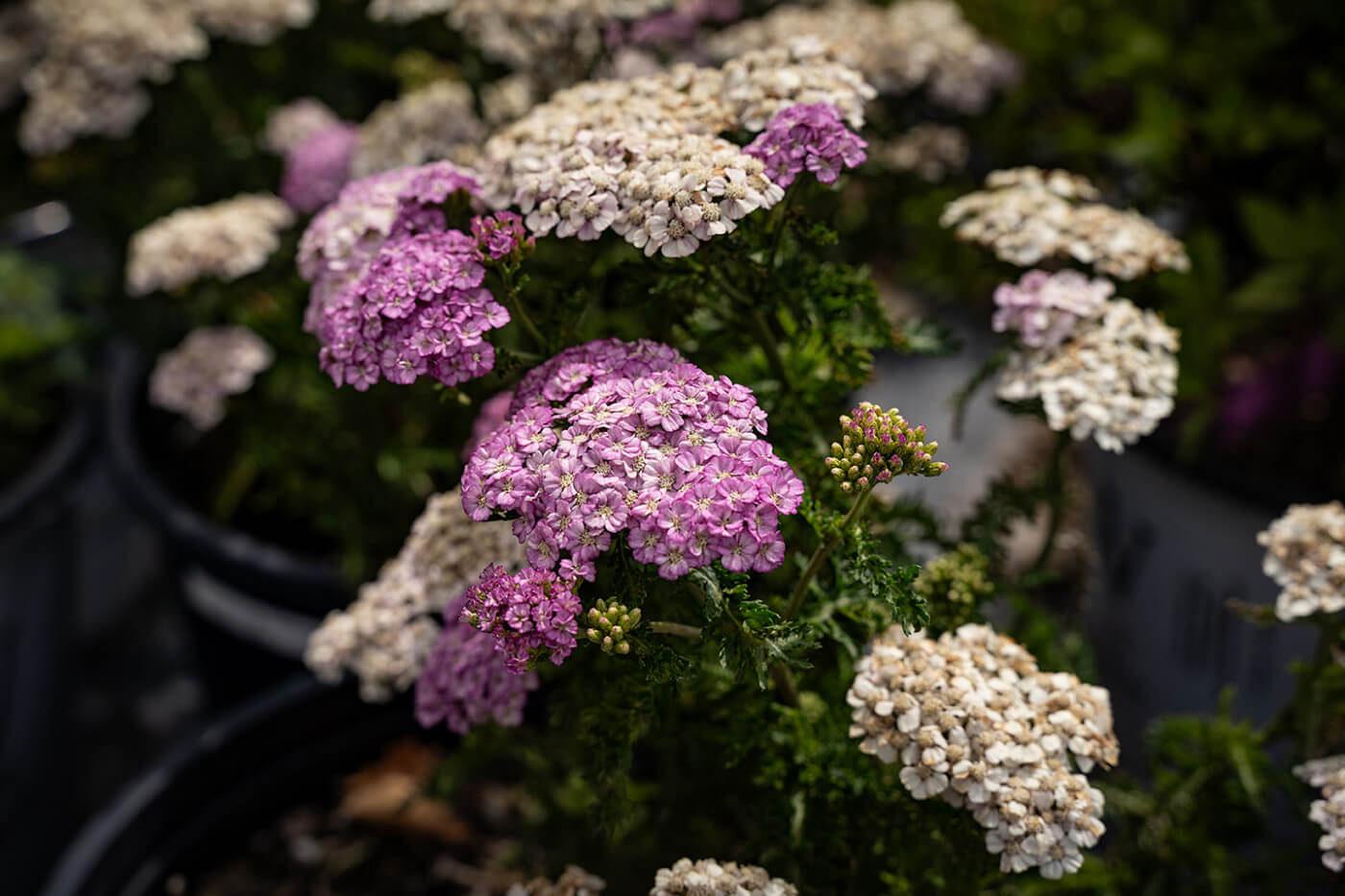 The Beauty of Appleblossom Yarrow in your Utah Landscape