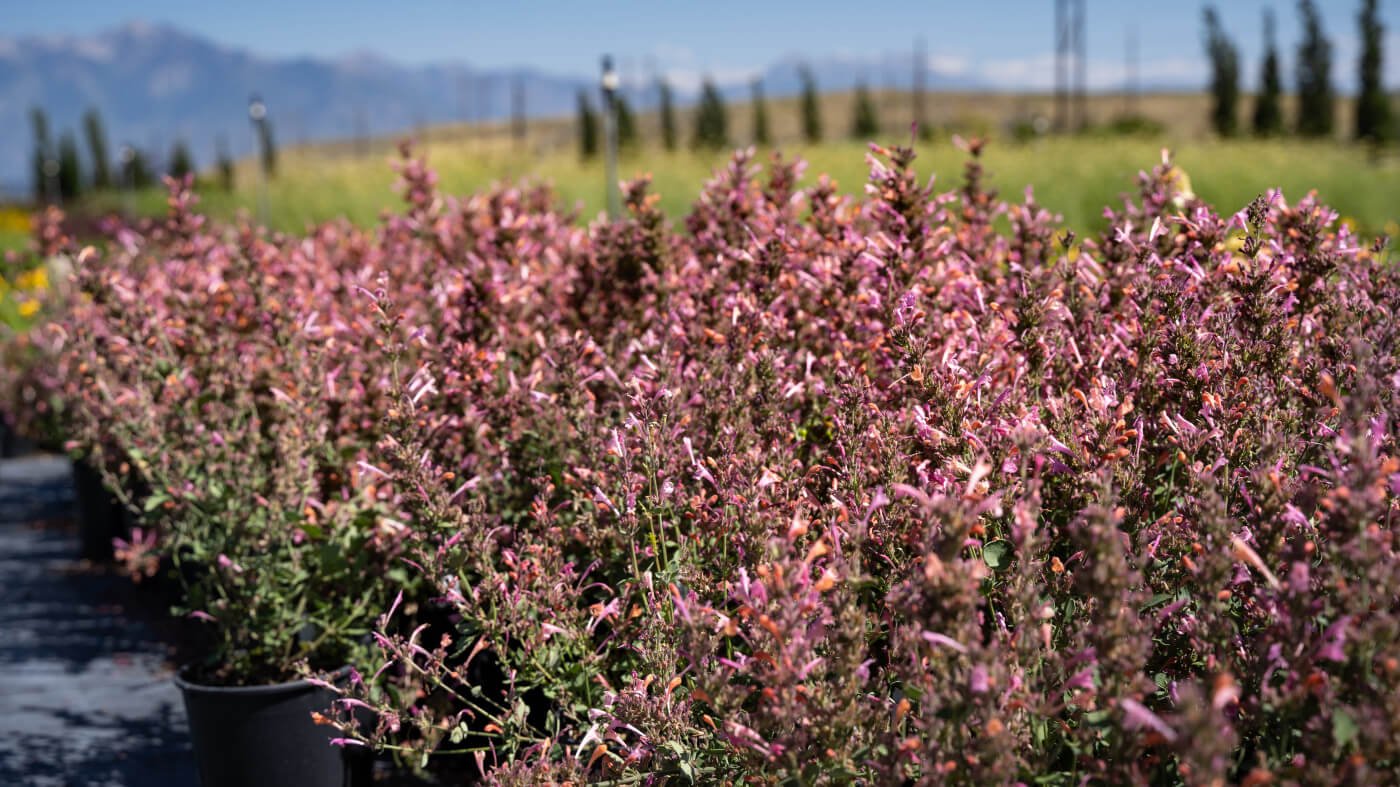 Hyssop, or Hummingbird Mint is Perfect for Utah Gardens