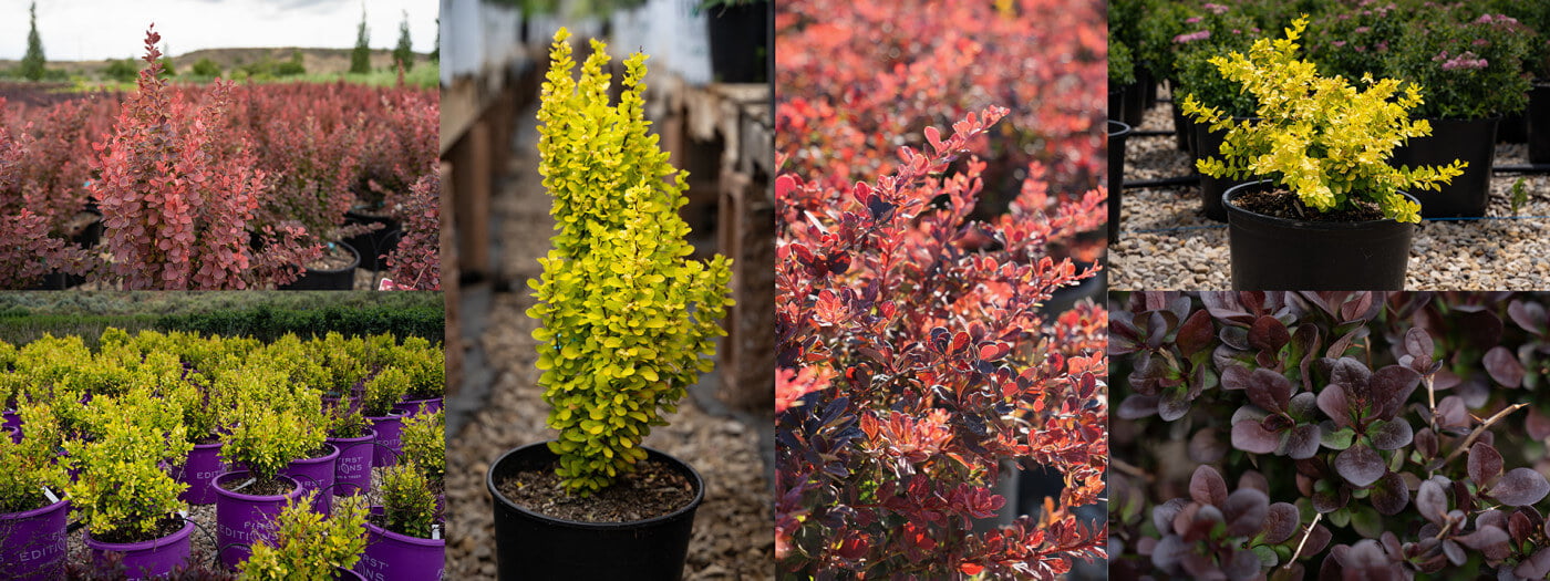 The beauty and diversity of Barberry Bushes