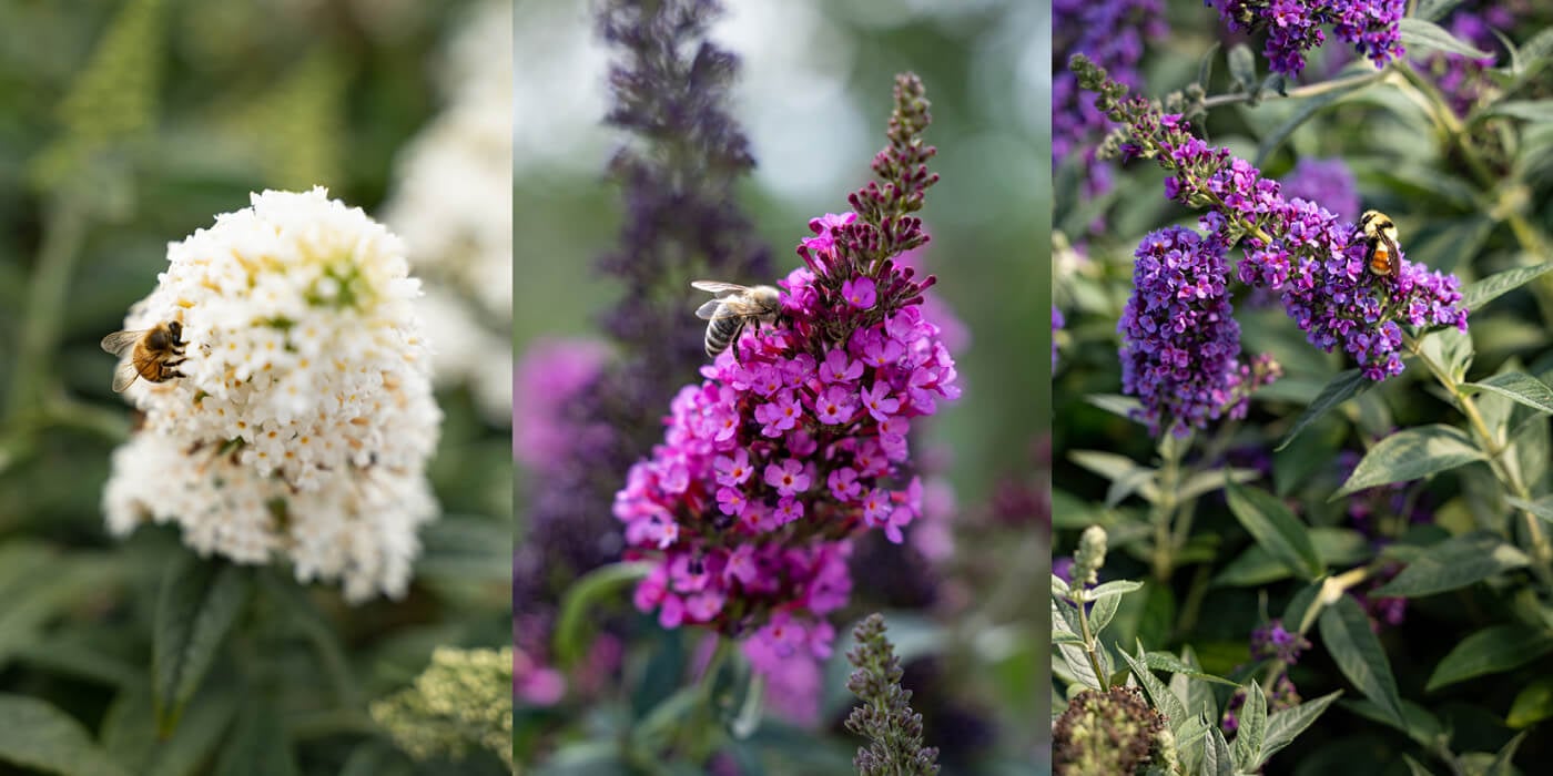 Buddleia: For Versatility and Grace