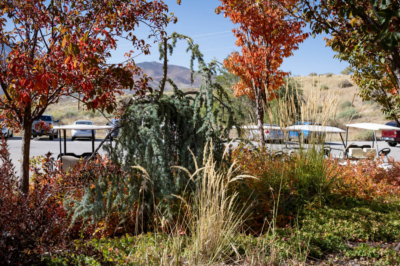 A Garden You can (Almost) Plant and Forget