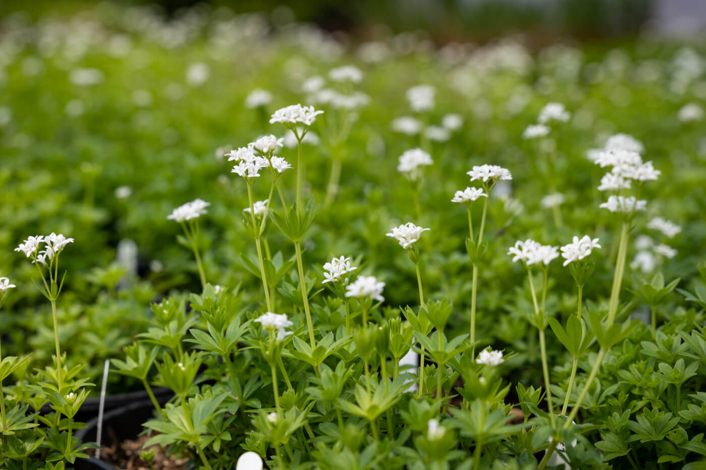 Make the most of shady places with Sweet Woodruff