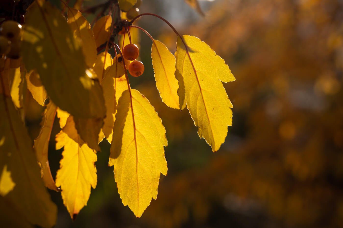 Determining the Best Trees For Your Yard