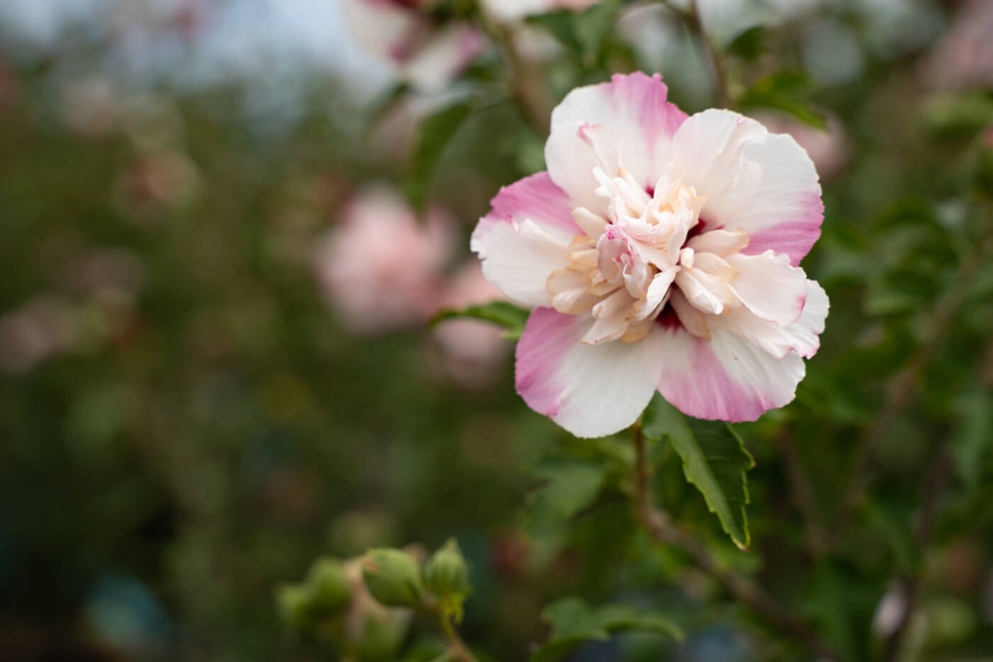 Rose of Sharon brings a tropical touch to your yard