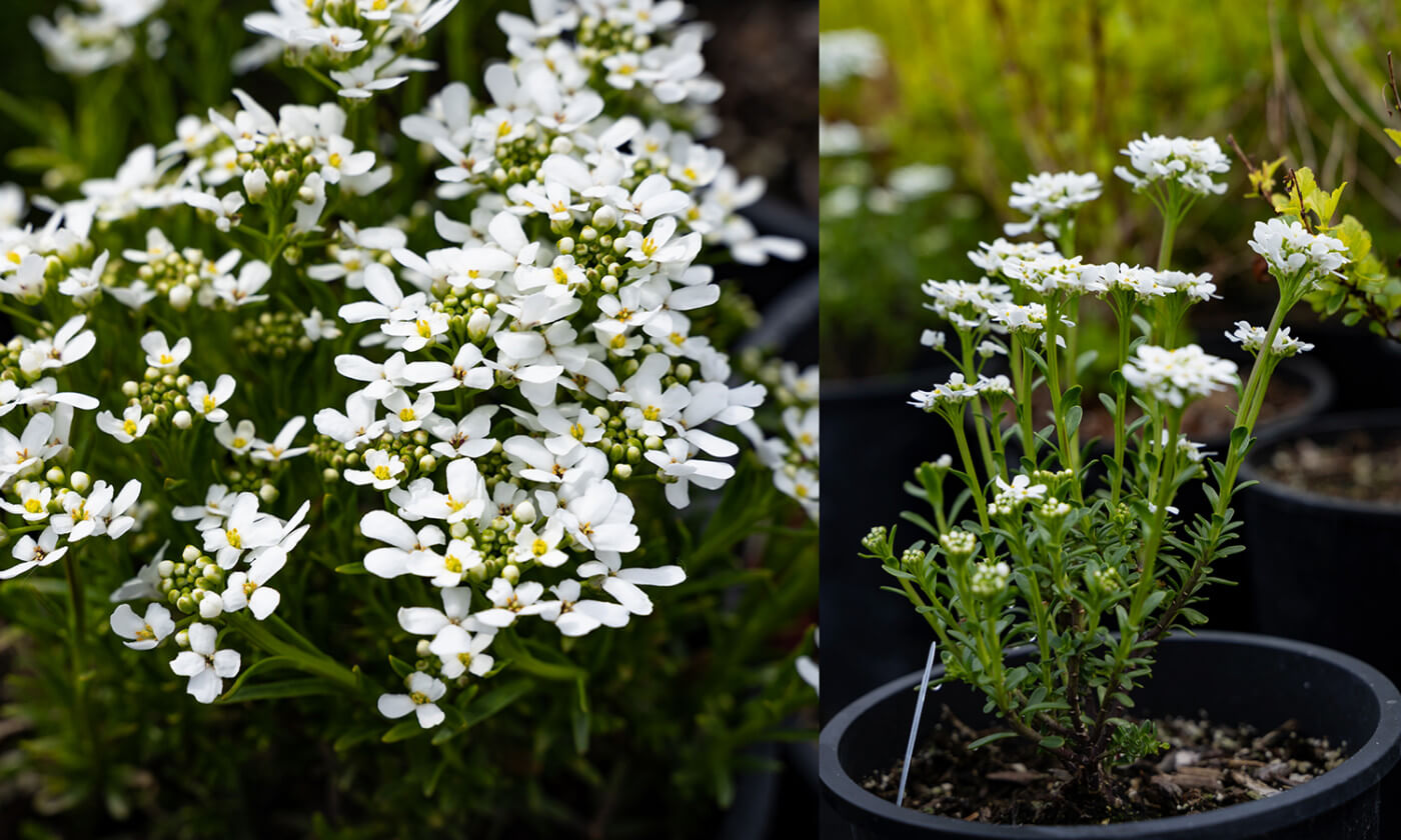 Garden Tip: The Importance of White In Your Utah Landscape