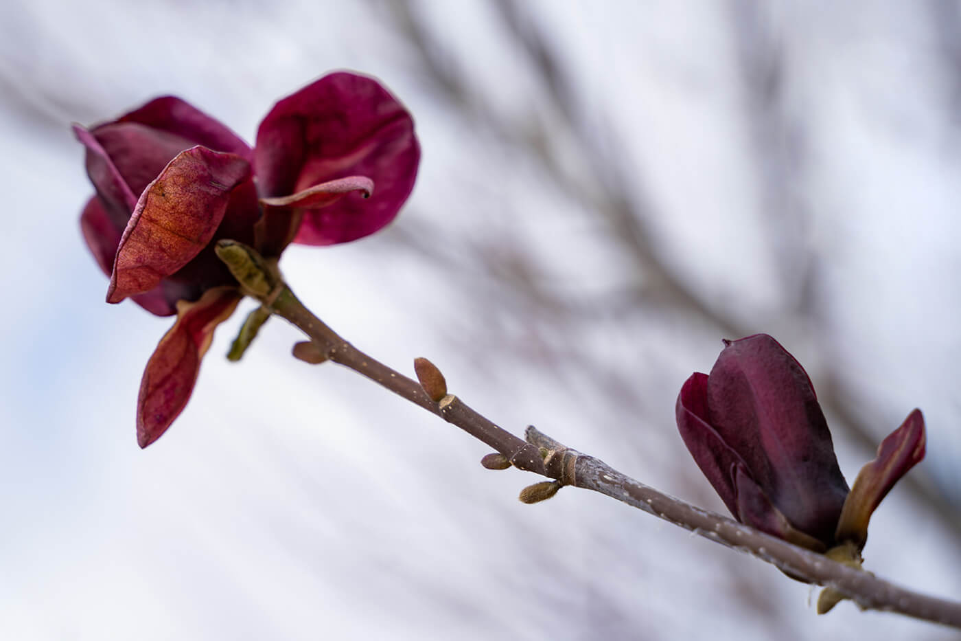 Magnolia 'Genie' is a stunning way to add purple to spring