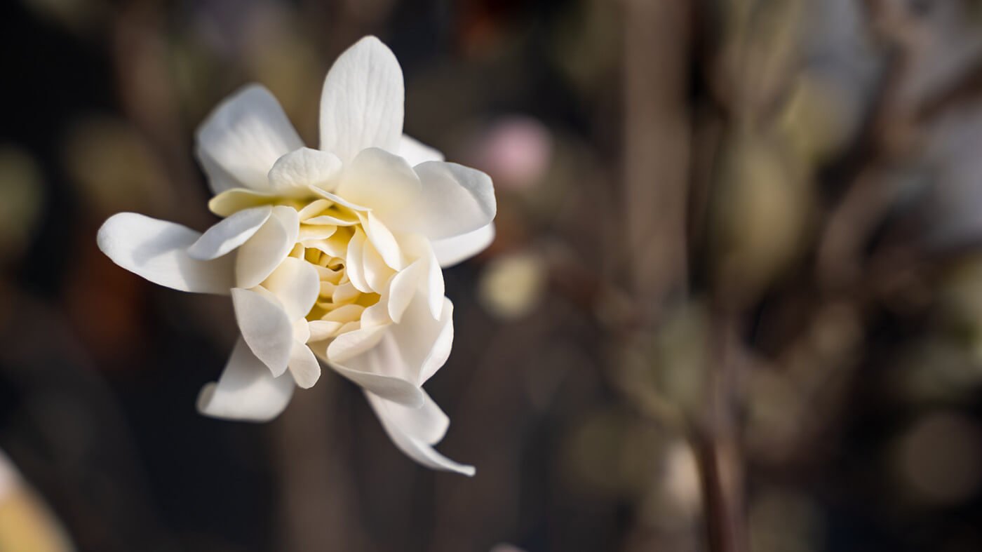 A Personal Peace Garden Can Lift Your Spirits